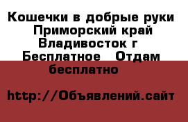 Кошечки в добрые руки - Приморский край, Владивосток г. Бесплатное » Отдам бесплатно   